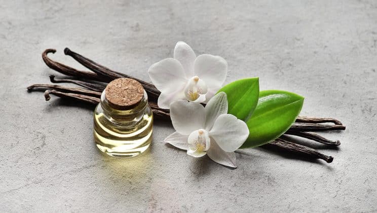 Somptueuses senteurs de la parfumerie : que savoir des meilleurs parfums à la vanille ?